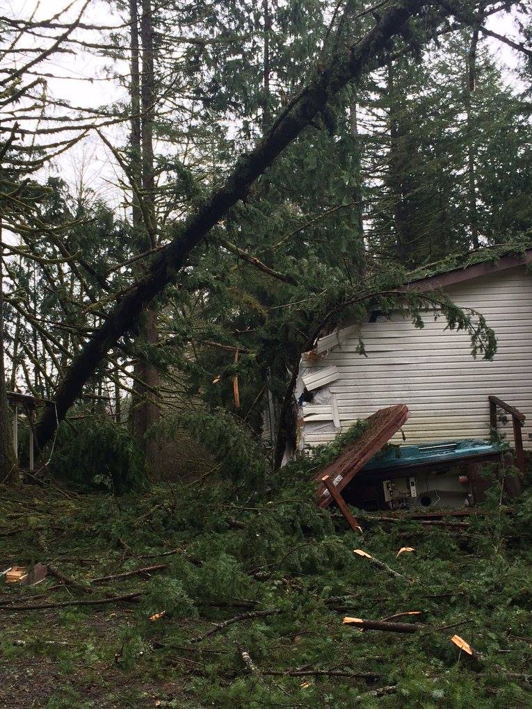 Bear Mountain Tree Surgeons Inc in Fall Creek OR