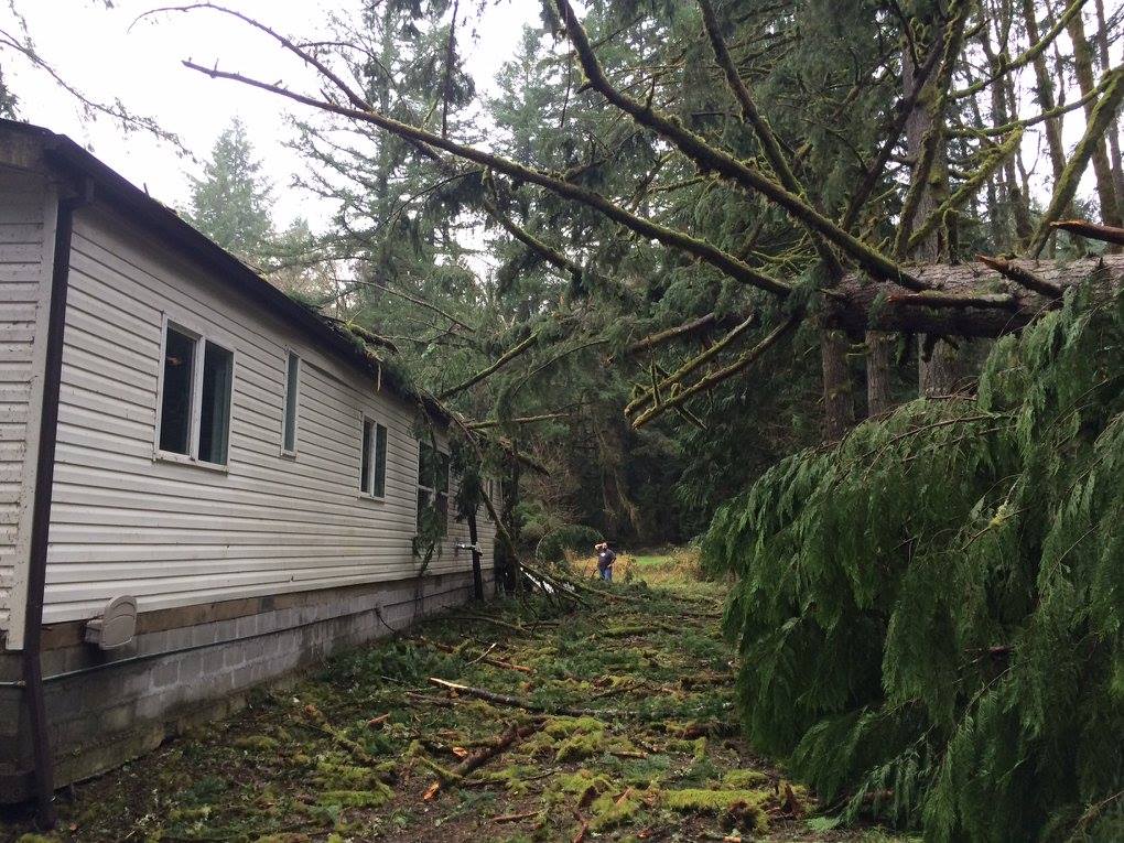 A large tree has fallen onto the roof of a white house in a wooded area, with broken branches and debris scattered on the ground.