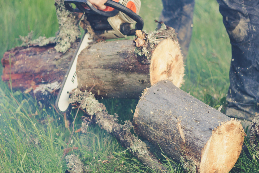 A person uses a chainsaw to cut a large tree log in half on grassy ground.