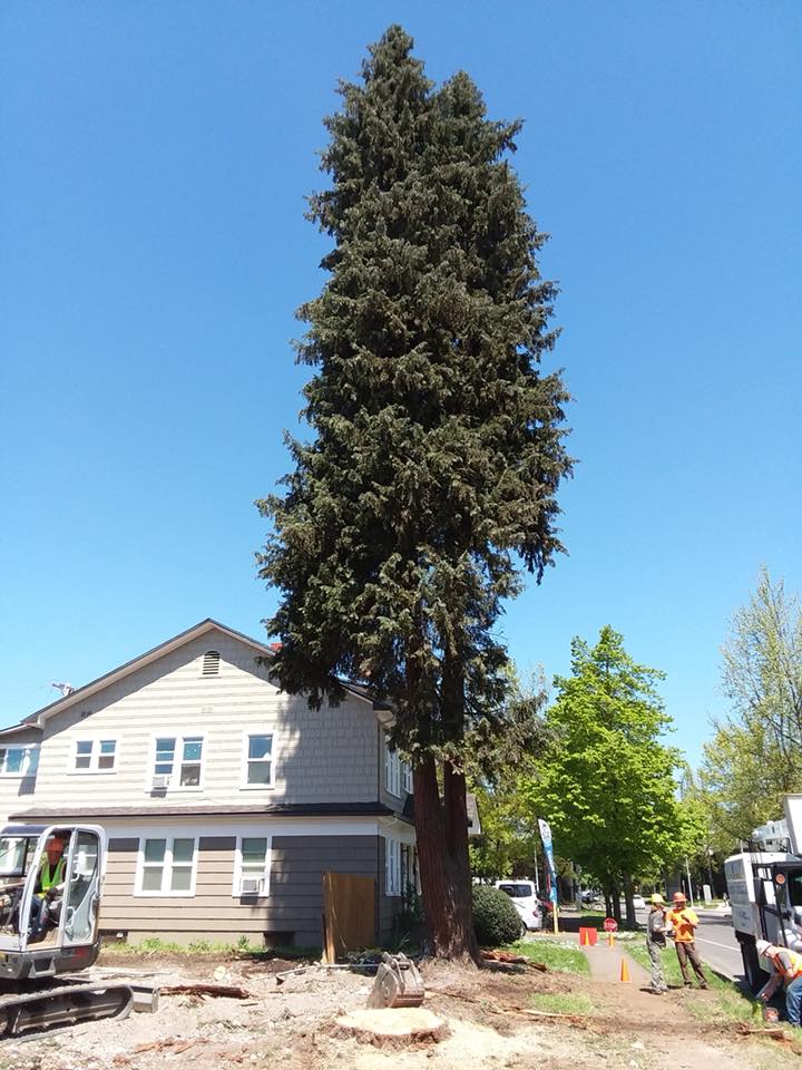 A tall evergreen tree stands next to a house as workers and construction equipment are present near its base on a clear, sunny day.