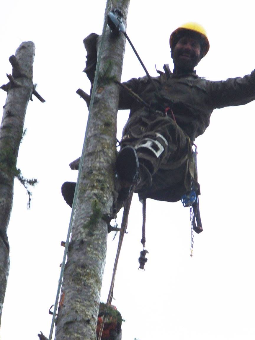 A person wearing safety gear and a helmet is climbing a tall tree using ropes and equipment.