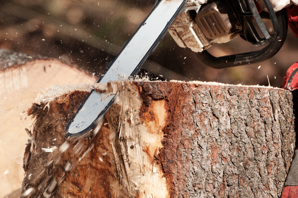 Close-up of a chainsaw cutting through a thick tree trunk, with wood chips and sawdust flying.