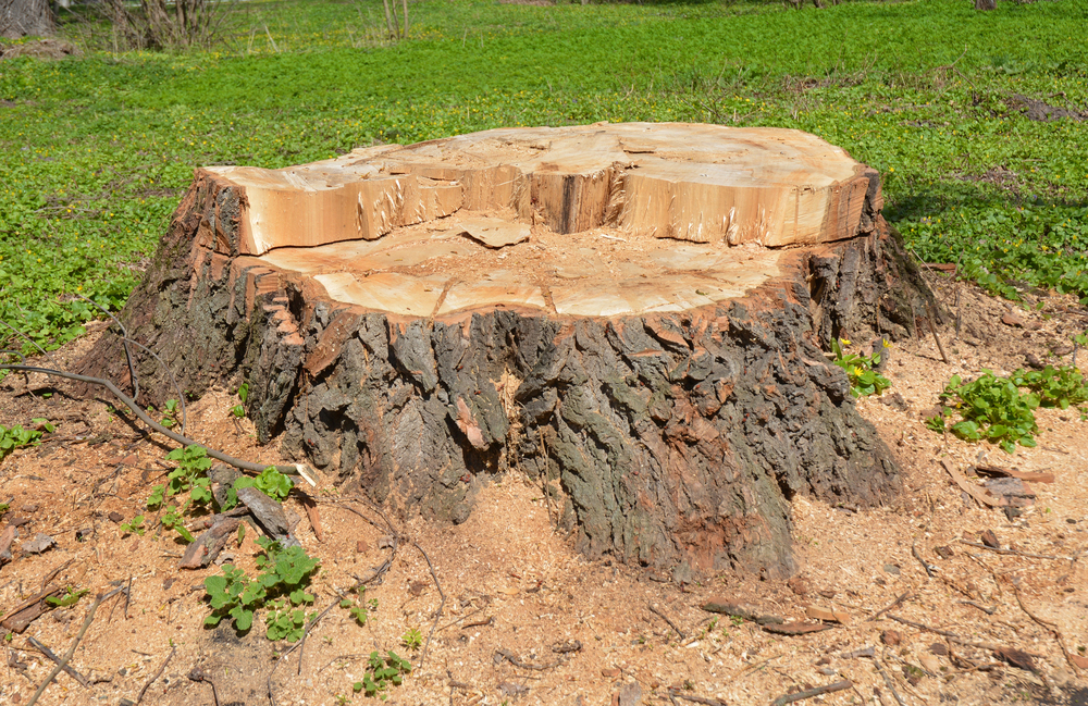 A large tree stump with rough bark and fresh cuts sits on the ground, surrounded by wood chips and green grass.