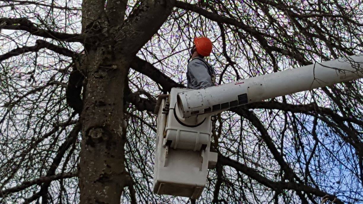 Tree Maintenance Contracts in Harrisburg OR