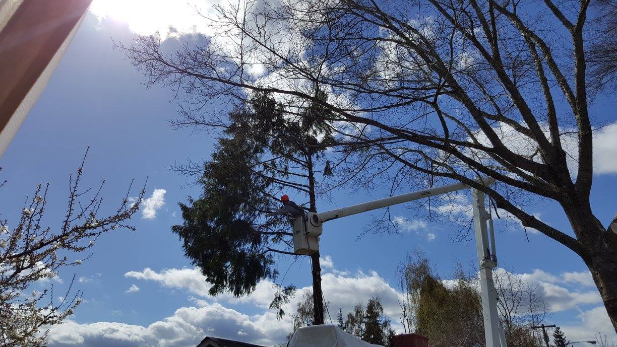 Tree Thinning in Veneta OR