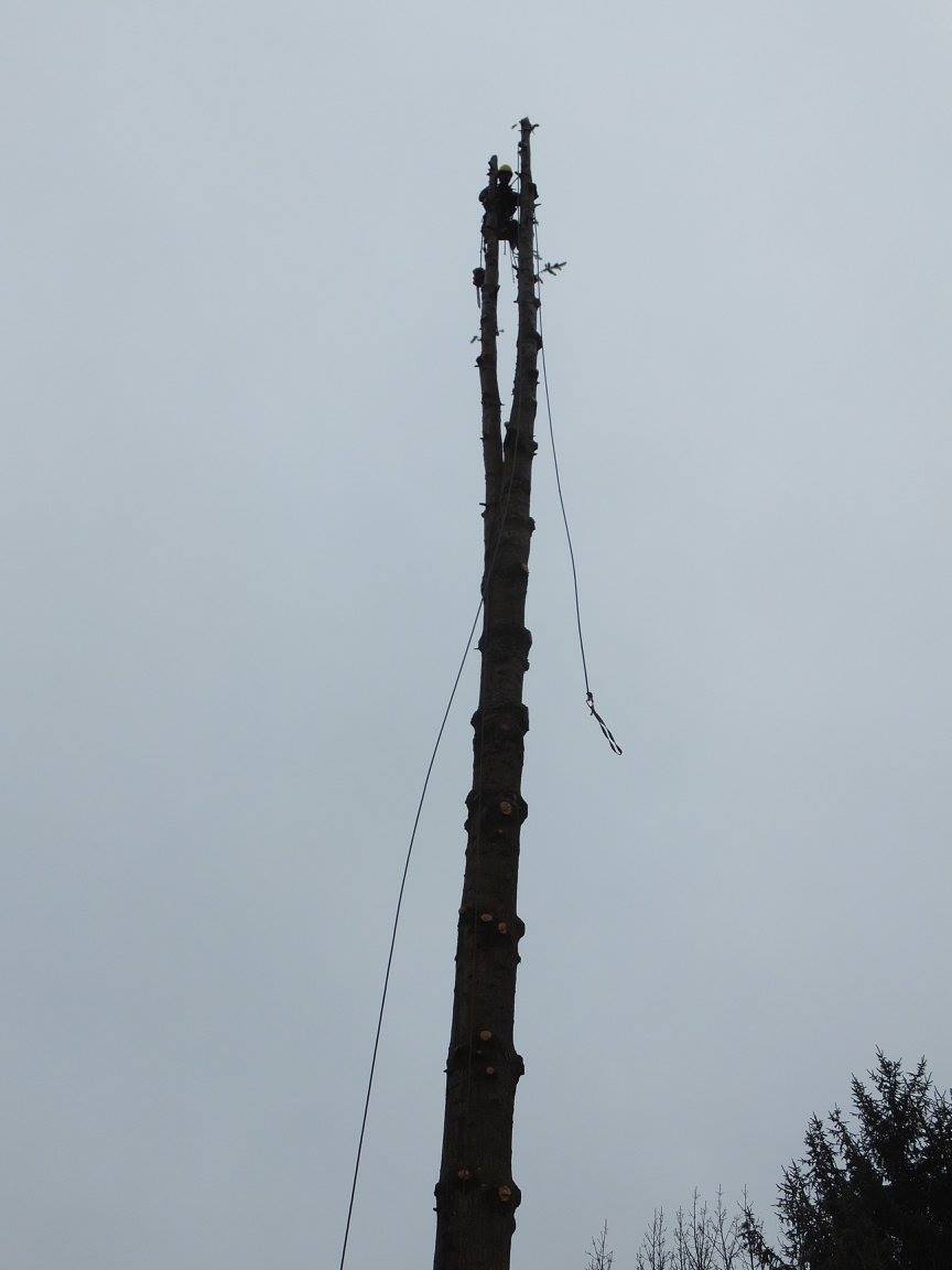 A person is climbing a tall, leafless tree trunk with ropes attached on a cloudy day.